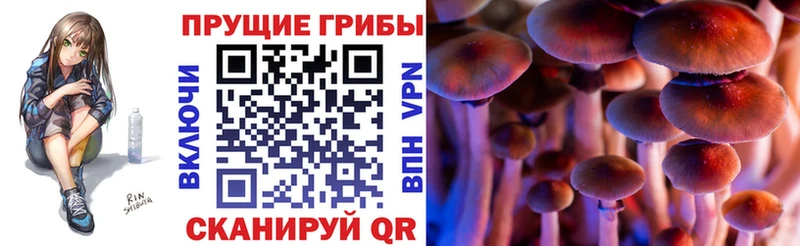 Псилоцибиновые грибы Psilocybe  где продают наркотики  Заречный 